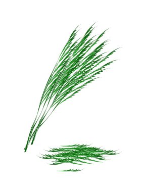 beyaz zemin üzerine taze yeşil akasya pennata