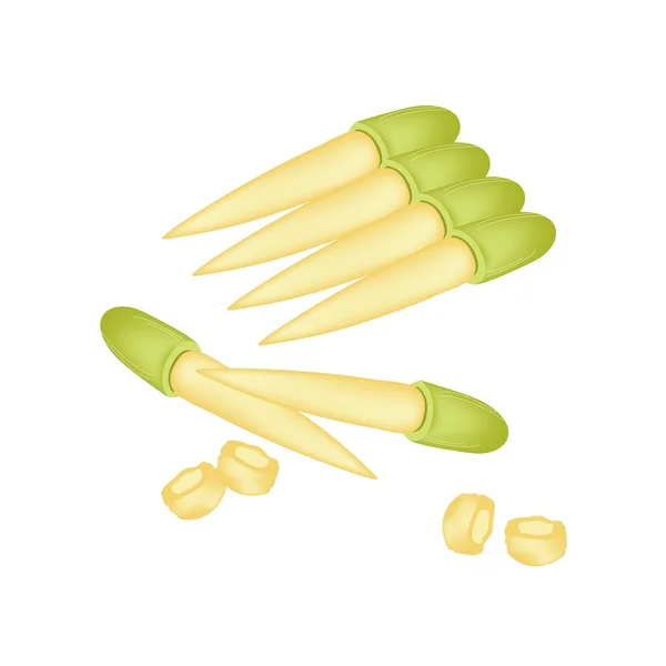 Pile de maïs bébé frais sur fond blanc — Image vectorielle