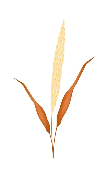 Golden Colors of Ripe Millet on White Background — Stock Vector