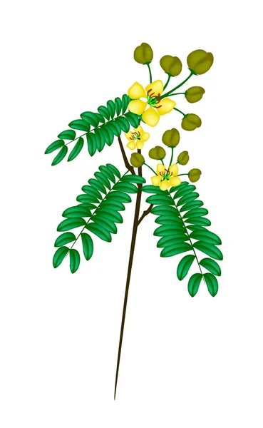 Une Senna Siamea fraîche sur fond blanc — Image vectorielle