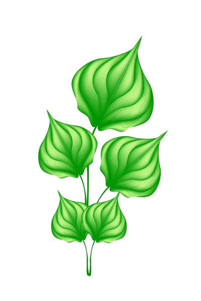 白色背景上的新鲜绿色 wildbetal leafbush — 图库矢量图片