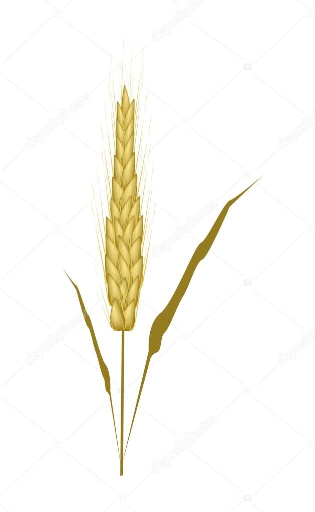 Golden Color of Wheat on White Background