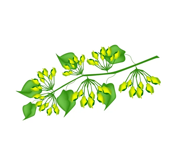 Fresh Cowslip Creeper Flower on White Background — Stock Vector