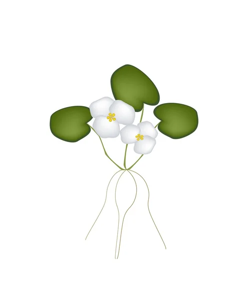 白い背景の上に新鮮なの一般的な frogbit 植物 — ストックベクタ