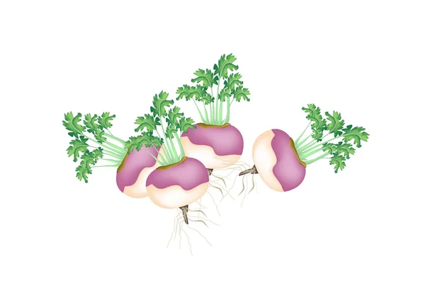 Um grupo de nabo roxo em fundo branco — Vetor de Stock