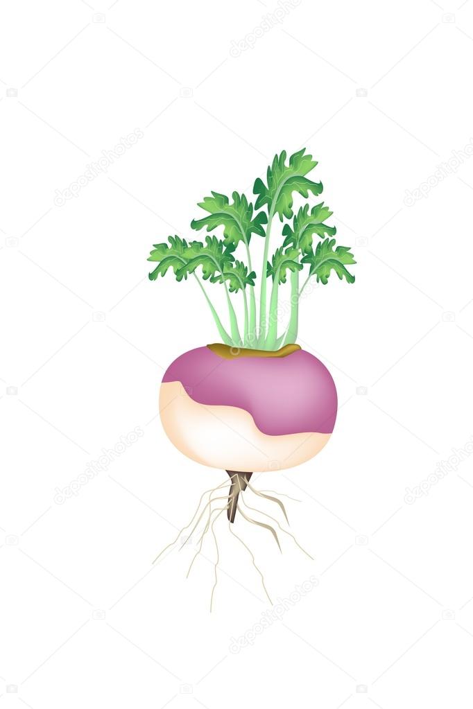 A Purple Turnip on A White Background