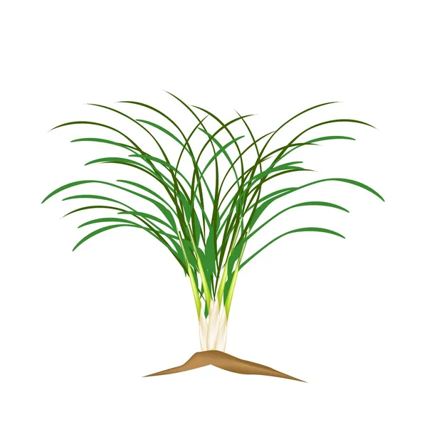 A Fresh Lemon Grass Plant on White Background — Stock Vector