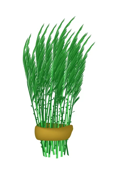 Fresh Green Acacia Pennata Bunch em fundo branco — Vetor de Stock