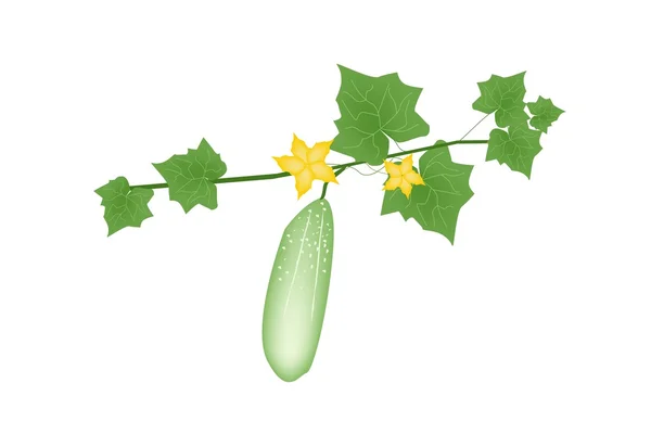 Fresh Green Cucumber Plant on White Background — Stock Vector