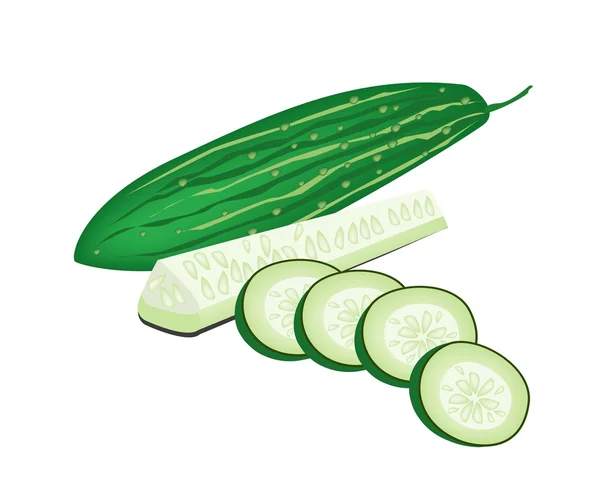 Delicious Fresh Marrow Slices on White Background — Stock Vector