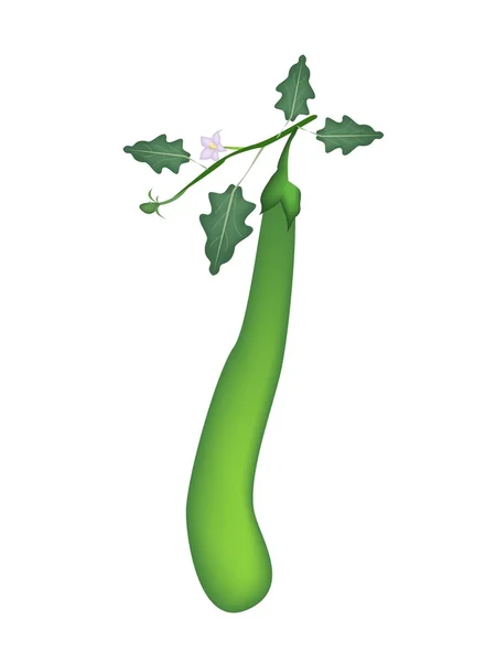 Berinjela verde longa em um fundo branco — Vetor de Stock