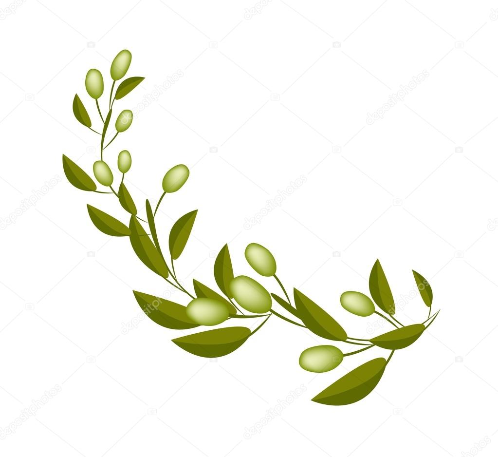Fresh Green Olives on A Branch on White Background