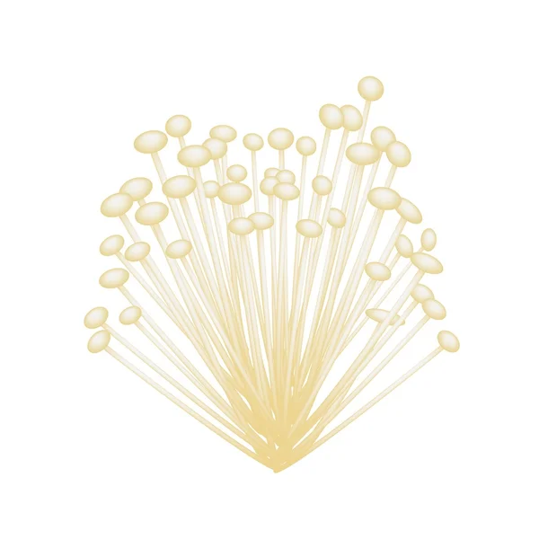 Un groupe de champignons Enoki sur fond blanc — Image vectorielle