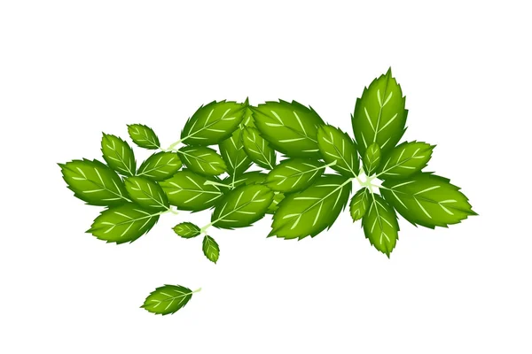 Fresh Thai Basil Leaves on White Background — Stock Vector