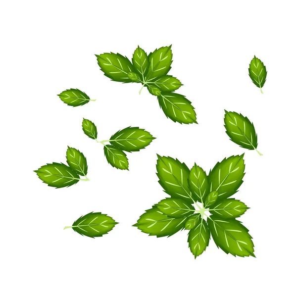 Conjunto de hojas de albahaca tailandesa sobre fondo blanco — Vector de stock