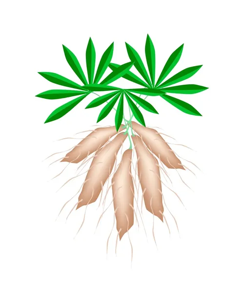 Fresh Tapioca Plants Cassava on White Background — Stock Illustration Fresh Tapioca Plants Cassava on White Background Stock Vector