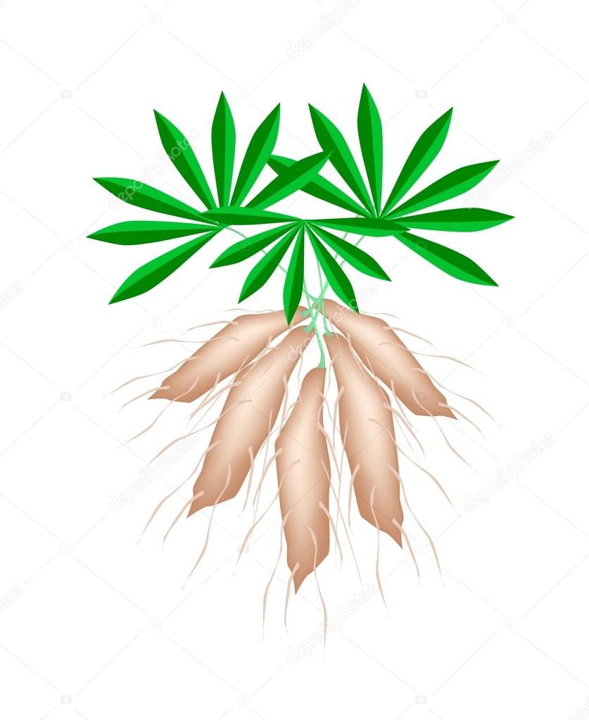 Planta De Yuca Imagenes Vectoriales Ilustraciones Libres De Regalias De Planta De Yuca Depositphotos