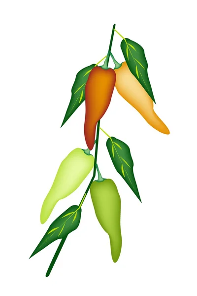 Sweet Pepper or Jalapenos Pepper Plant on White Background — Stock Vector