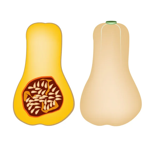 Dua Butternut Squash di A White Background - Stok Vektor