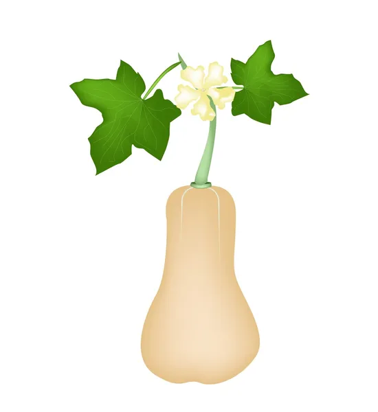Friss butternut squash növény fehér háttér — Stock Vector
