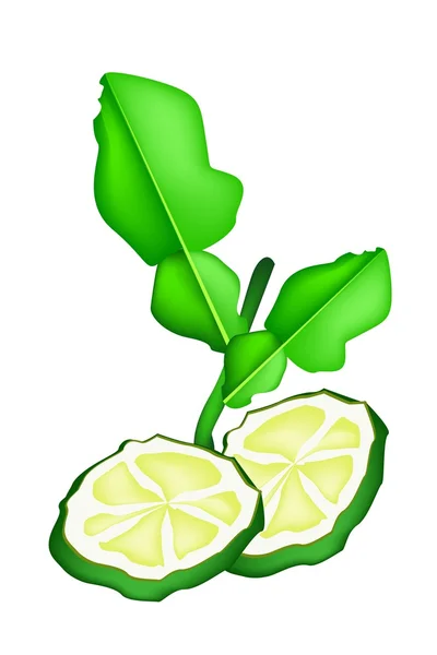 Affettato Kaffir Lime Fruit su sfondo bianco — Vettoriale Stock