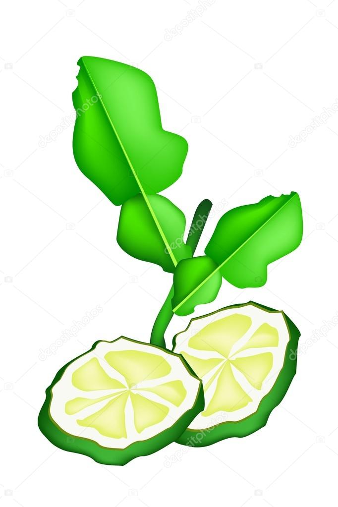 Sliced Kaffir Lime Fruit on White Background