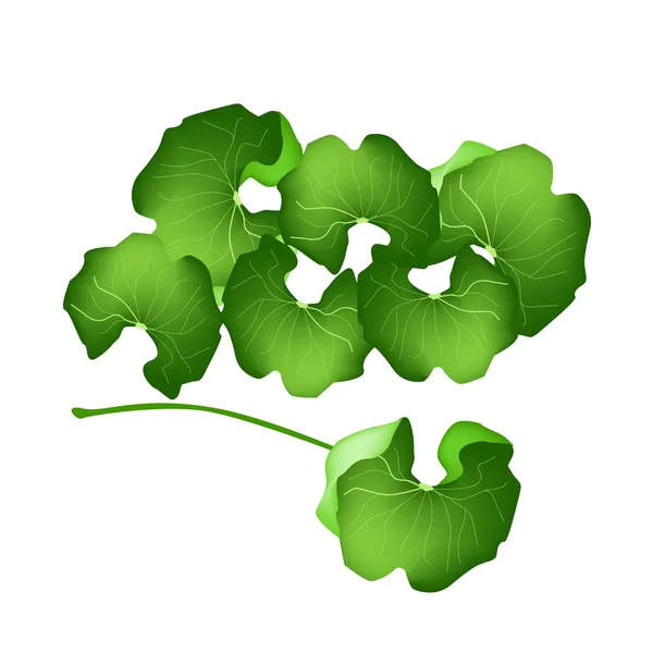 Fresh Centella Asiatica Planta em fundo branco —  Vetores de Stock