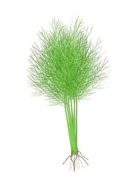 Aneth vert frais sur fond blanc — Image vectorielle