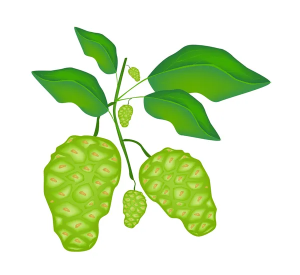 Grön noni eller morinda citrifolia frukt på ett träd — Stock vektor