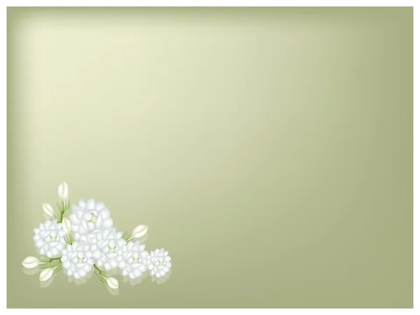 Ilustración de flores de jazmín sobre fondo verde — Archivo Imágenes Vectoriales