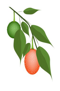 taze su kabakları bir ağaç üzerinde iki teasel