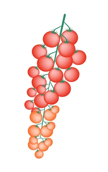 Färska röda körsbärstomater på en gren — Stock vektor