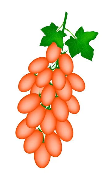 Tomates roma de naranja fresca en una rama — Vector de stock