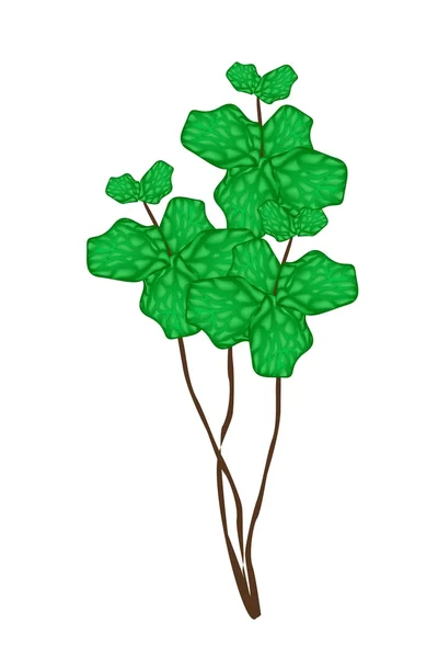 Planta fresca de menta sobre un fondo blanco — Vector de stock