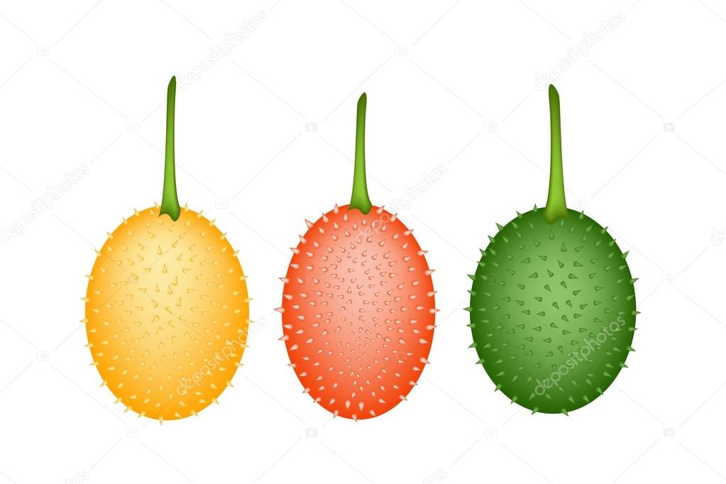 Three Fresh Teasel Gourds on White Background