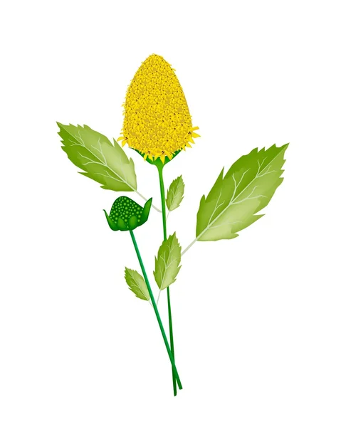Frische Parakresse-Pflanze auf weißem Hintergrund — Stockfoto