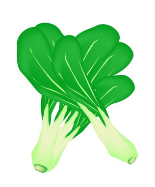 beyaz zemin üzerine taze yeşil bebek pakchoi