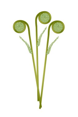 beyaz zemin üzerine taze yeşil fiddleheads