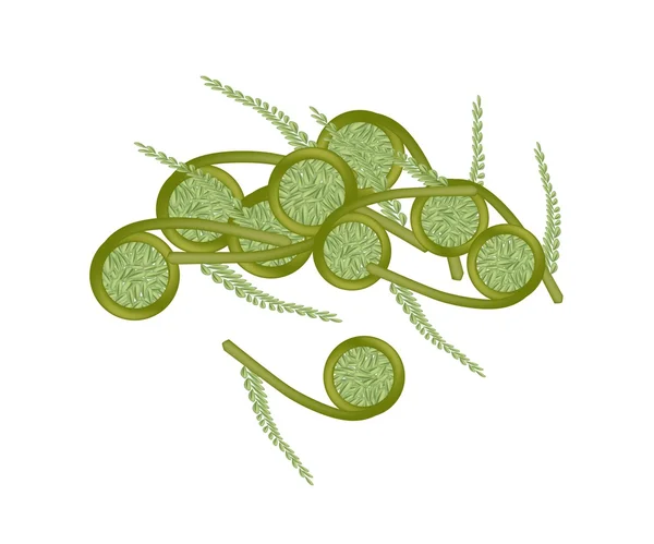 白色背景上的新鲜绿色 fiddleheads 蕨类植物 — 图库矢量图片