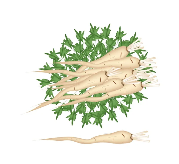 Pila fresca de raíz de perejil sobre fondo blanco — Vector de stock