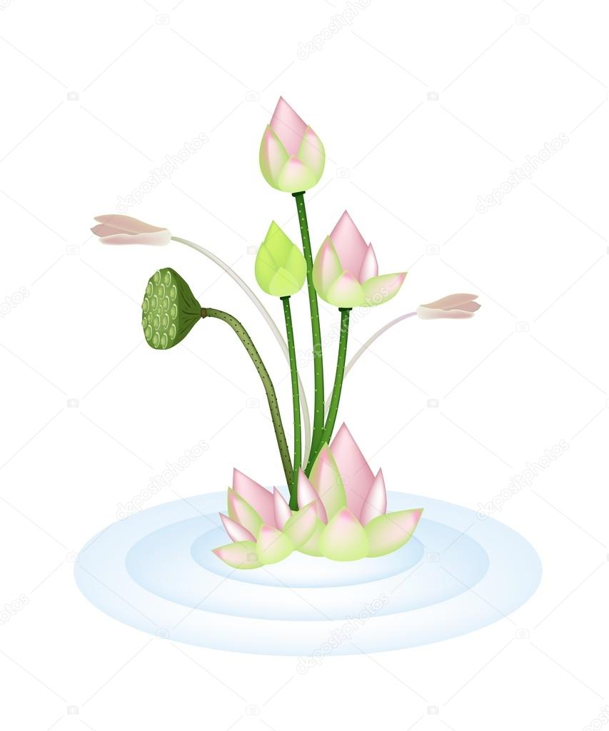 Lotus Flowers and Pod on A Water