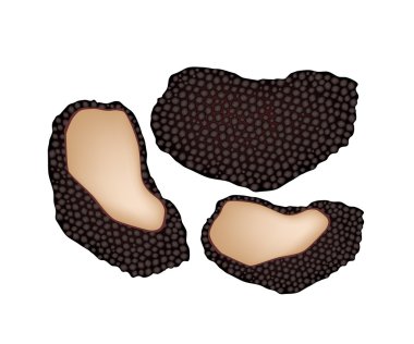 Beyaz arka plan üzerinde siyah trüf mantarı