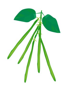 lezzetli taze yeşil fasulye bir tesisi