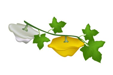 beyaz zemin üzerine iki pattypan squash tesisi