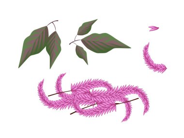 흰색 바탕에 개 cruentus 식물의 부분