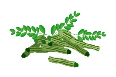 taze moringa meyve ve yaprakları beyaz zemin üzerine