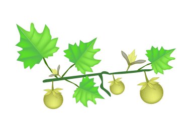 Beyaz bir arka planda Solanum stramonifolium bitki