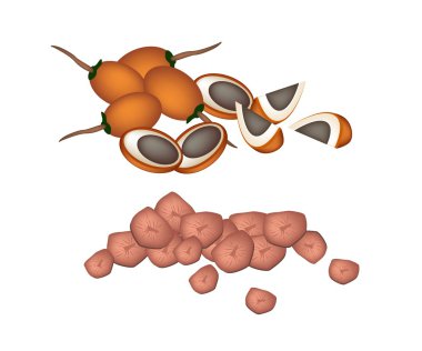 Beyaz arka plan üzerinde olgunlaşmış areca fındık meyve