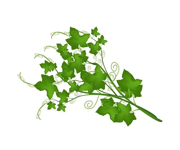白色背景上的新鲜绿色佛手瓜植物 — 图库矢量图片