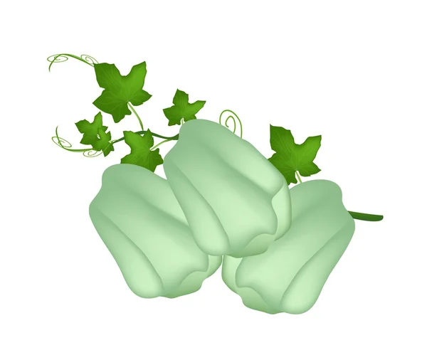 Frutas frescas de Chayote verde con una planta — Vector de stock